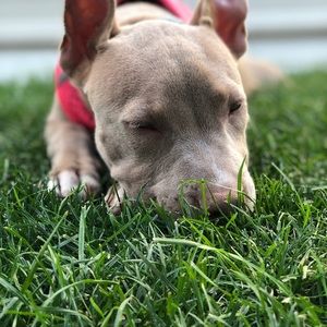 Meet your Posher, Daisy